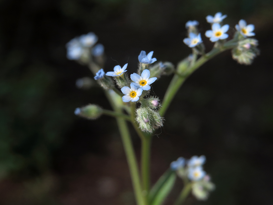 Изображение особи Myosotis arvensis.