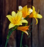 род Hemerocallis