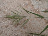 Anisantha diandra