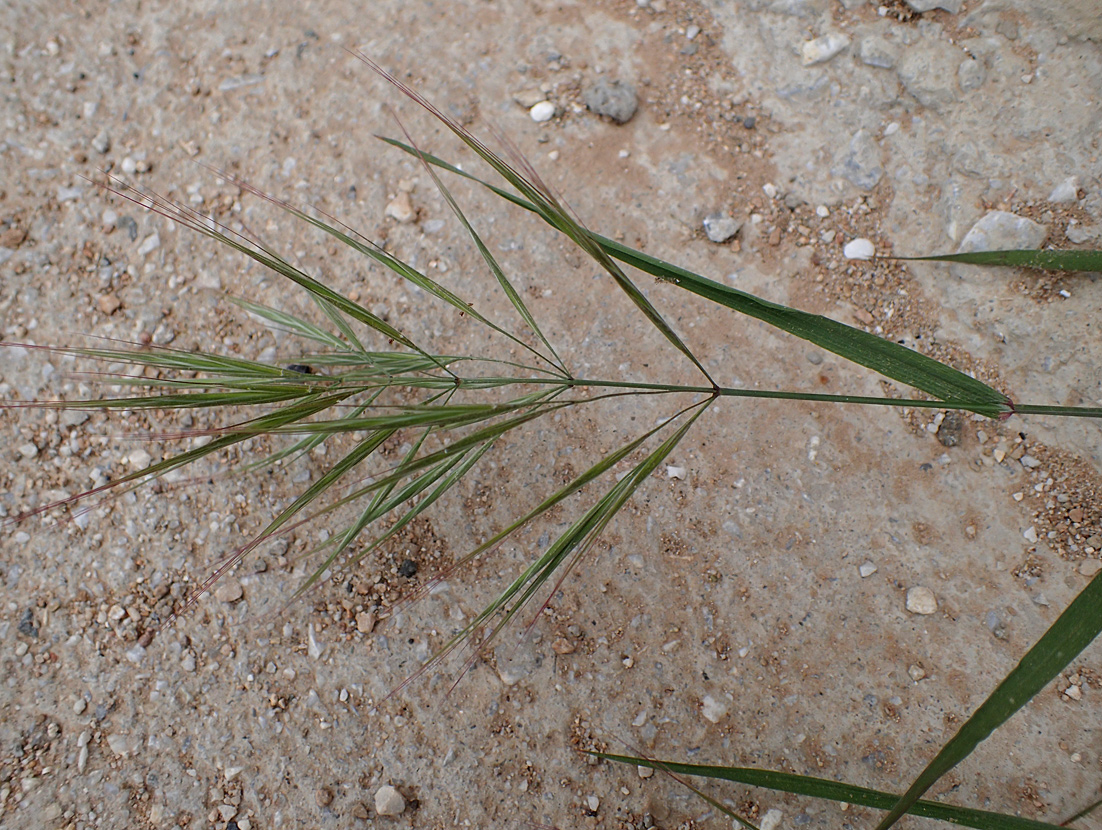 Image of Anisantha diandra specimen.