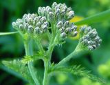 род Achillea. Зацветающее соцветие. Республика Алтай, Онгудайский р-н, восточный склон горы Вершина Тияхты, около 1800 м н.у.м., окраина кедрача. 05.07.2010.