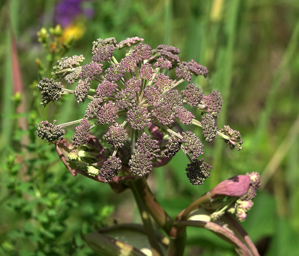 Изображение особи Angelica sylvestris.