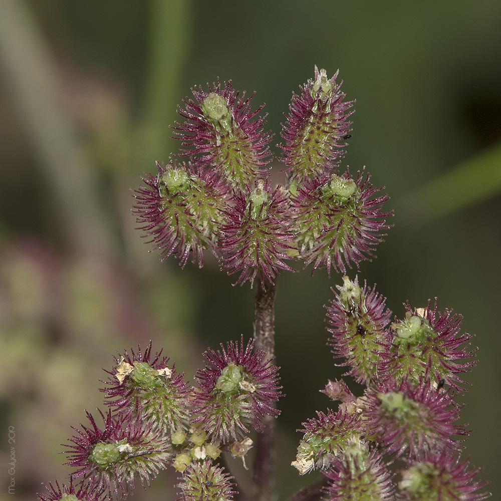 Image of Torilis arvensis specimen.