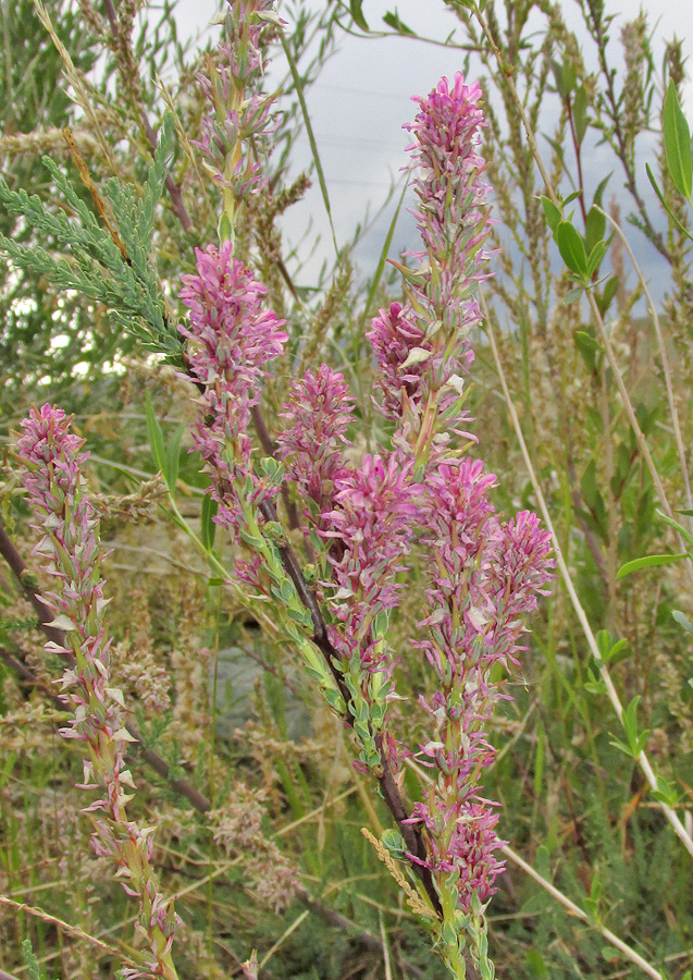 Image of Myricaria bracteata specimen.