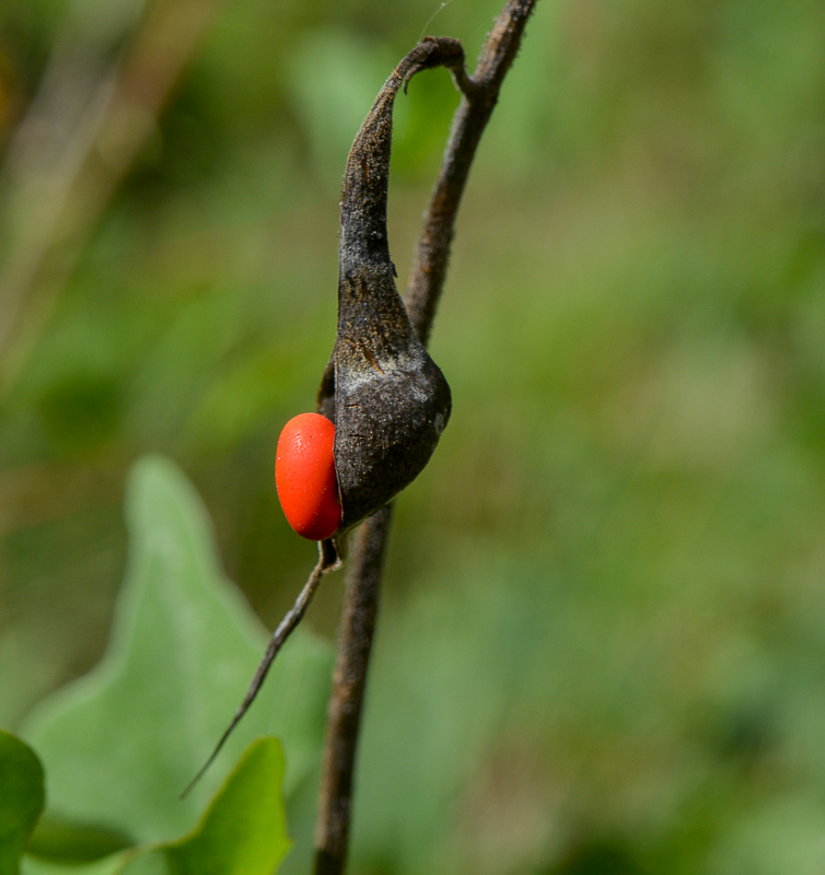 Image of Erythrina herbacea specimen.