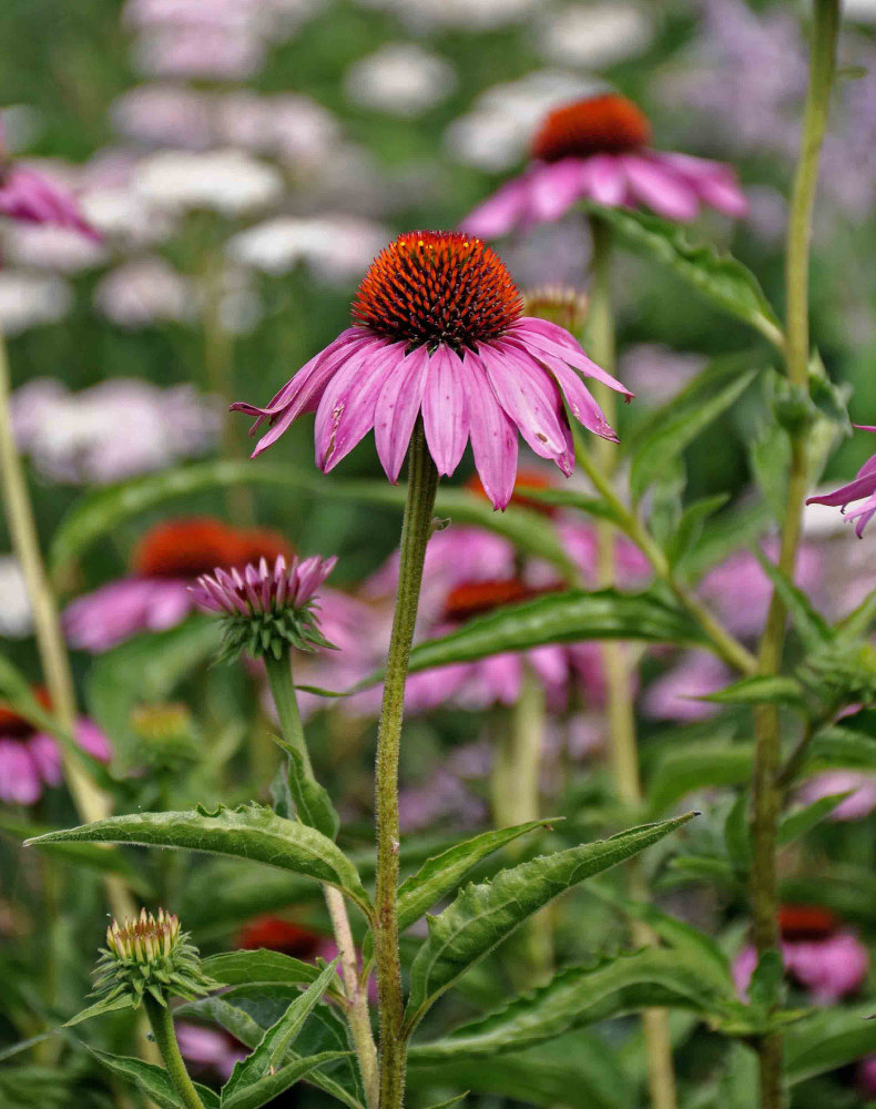 Изображение особи Echinacea purpurea.