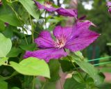 genus Clematis