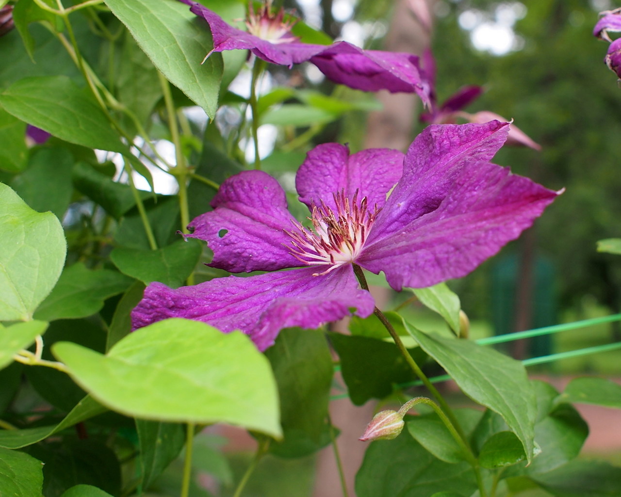 Изображение особи род Clematis.