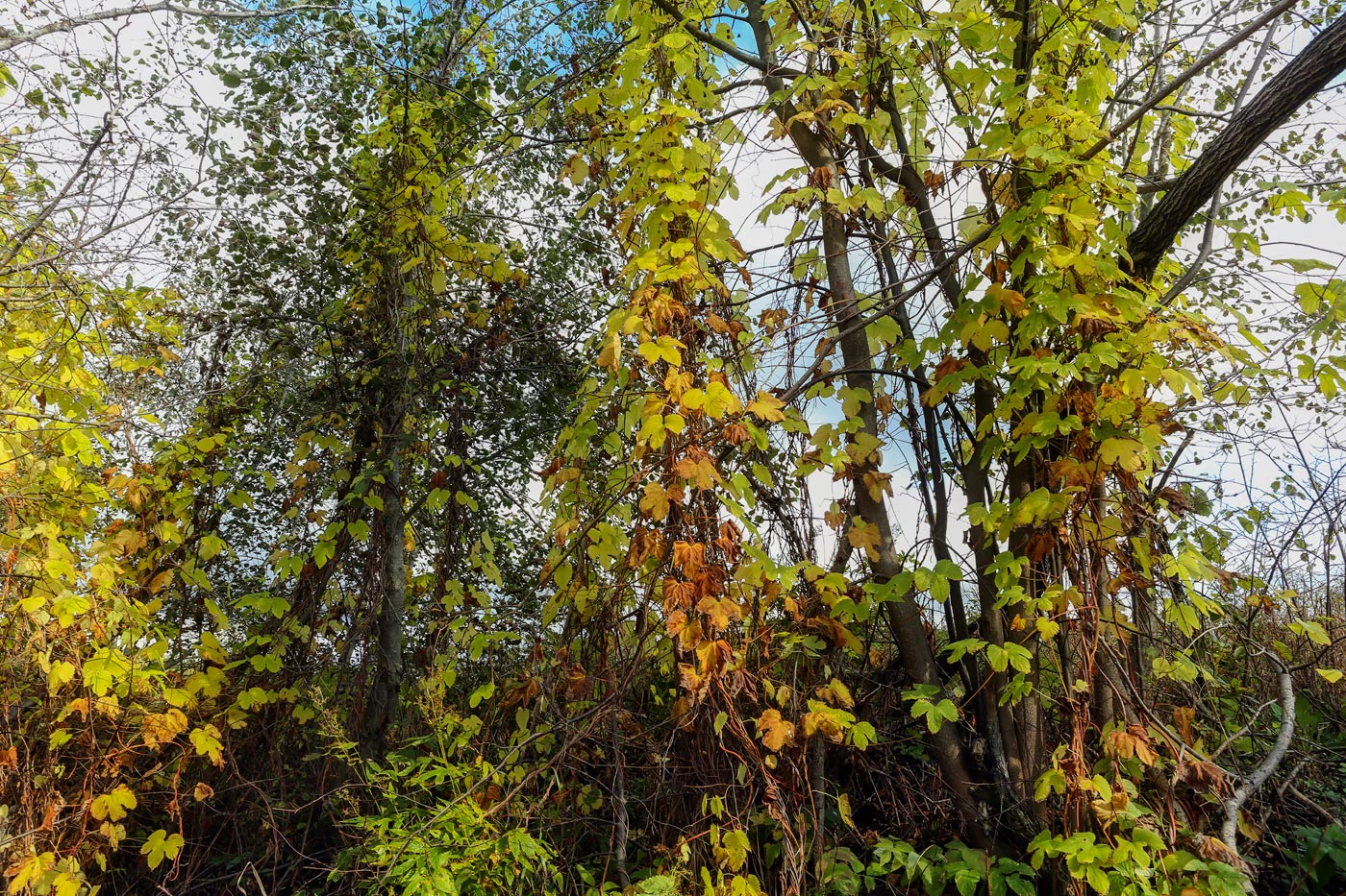 Image of Humulus lupulus specimen.