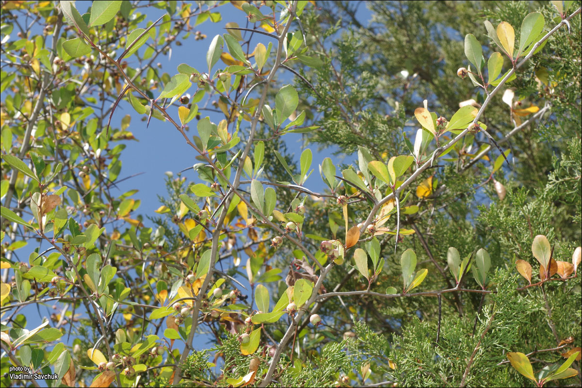 Изображение особи род Crataegus.