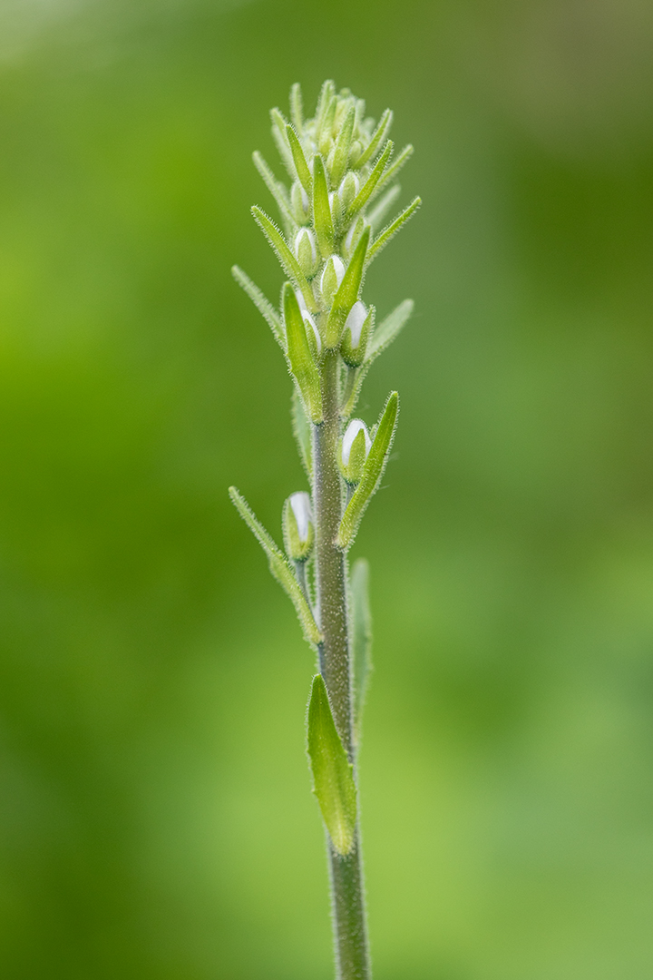 Image of Veronica gentianoides specimen.