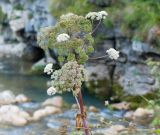 Angelica pachyptera. Верхушка цветущего и плодоносящего растения. Адыгея, Кавказский биосферный заповедник, ≈ 1600 м н.у.м., берег р. Курджипс под Азишским перевалом, субальпийский луг. 31.08.2019.