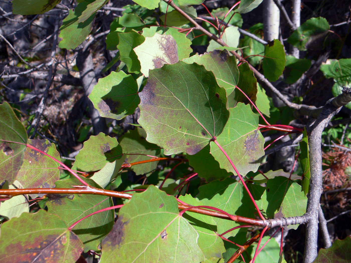 Image of Populus tremula specimen.