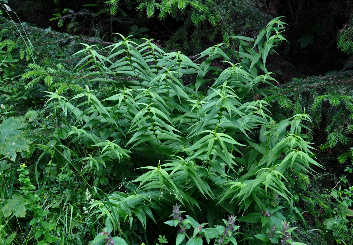 Image of Gentiana asclepiadea specimen.