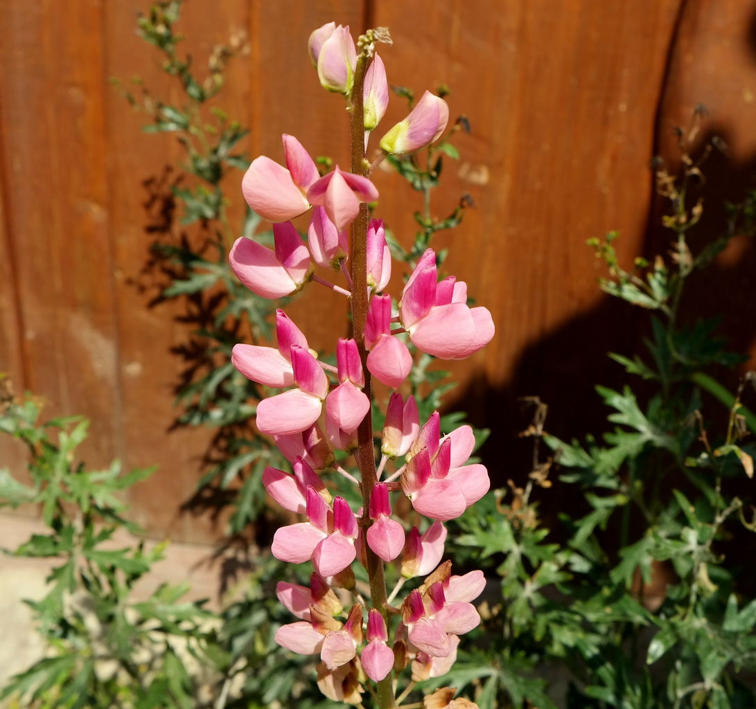 Изображение особи Lupinus &times; regalis.