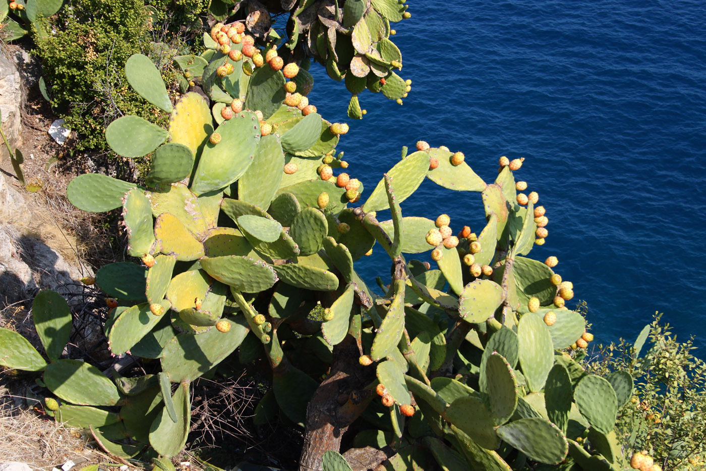 Изображение особи Opuntia ficus-indica.