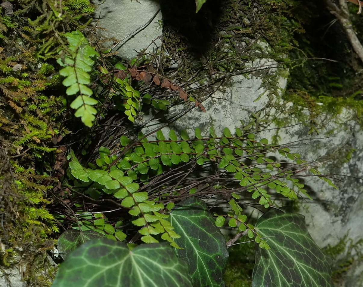 Image of Asplenium trichomanes ssp. inexpectans specimen.