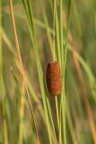 Typha laxmannii. Часть побега с соплодием. Ростовская обл., Азовский р-н, окр. пос. Беловодье, берег высыхающего озера. 02.08.2015.