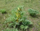 Ferula kuhistanica