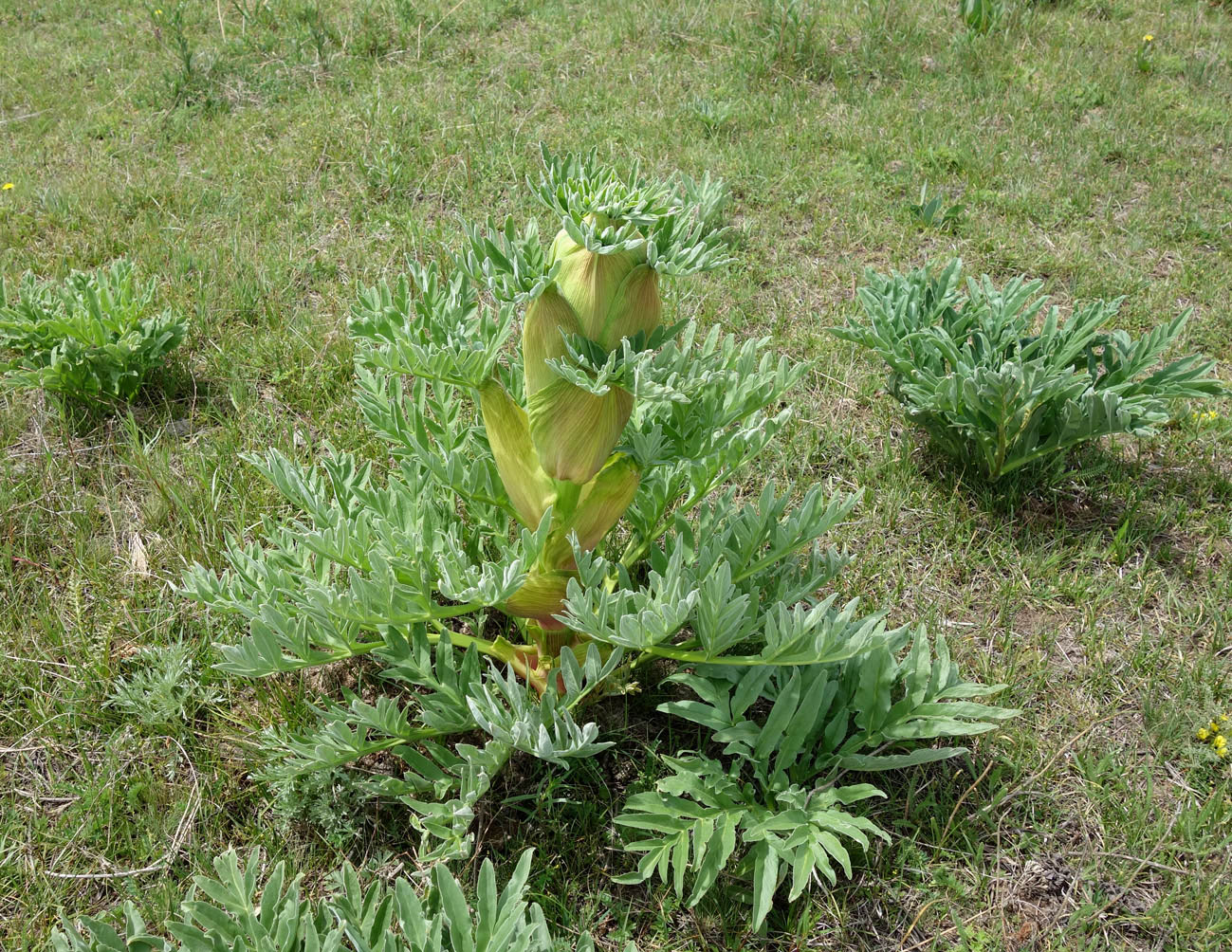 Image of Ferula kuhistanica specimen.