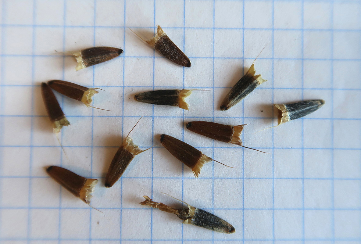 Image of Tithonia rotundifolia specimen.