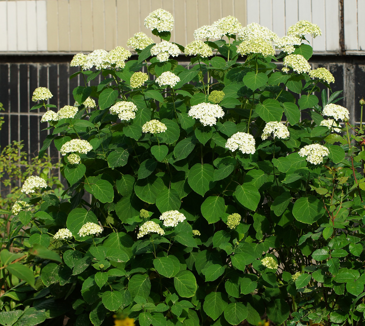 Image of Hydrangea arborescens specimen.