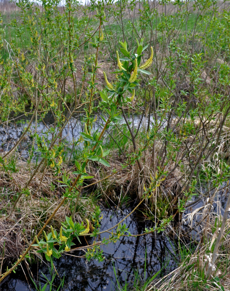 Image of Salix triandra specimen.