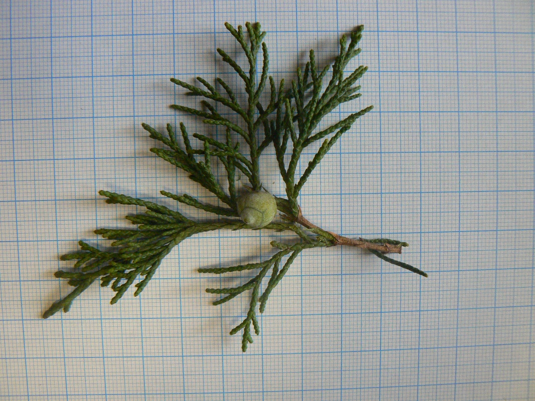 Изображение особи Juniperus chinensis.