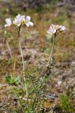 Cardamine pratensis