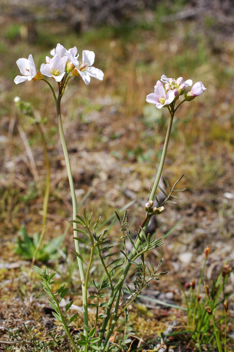 Image of Cardamine pratensis specimen.