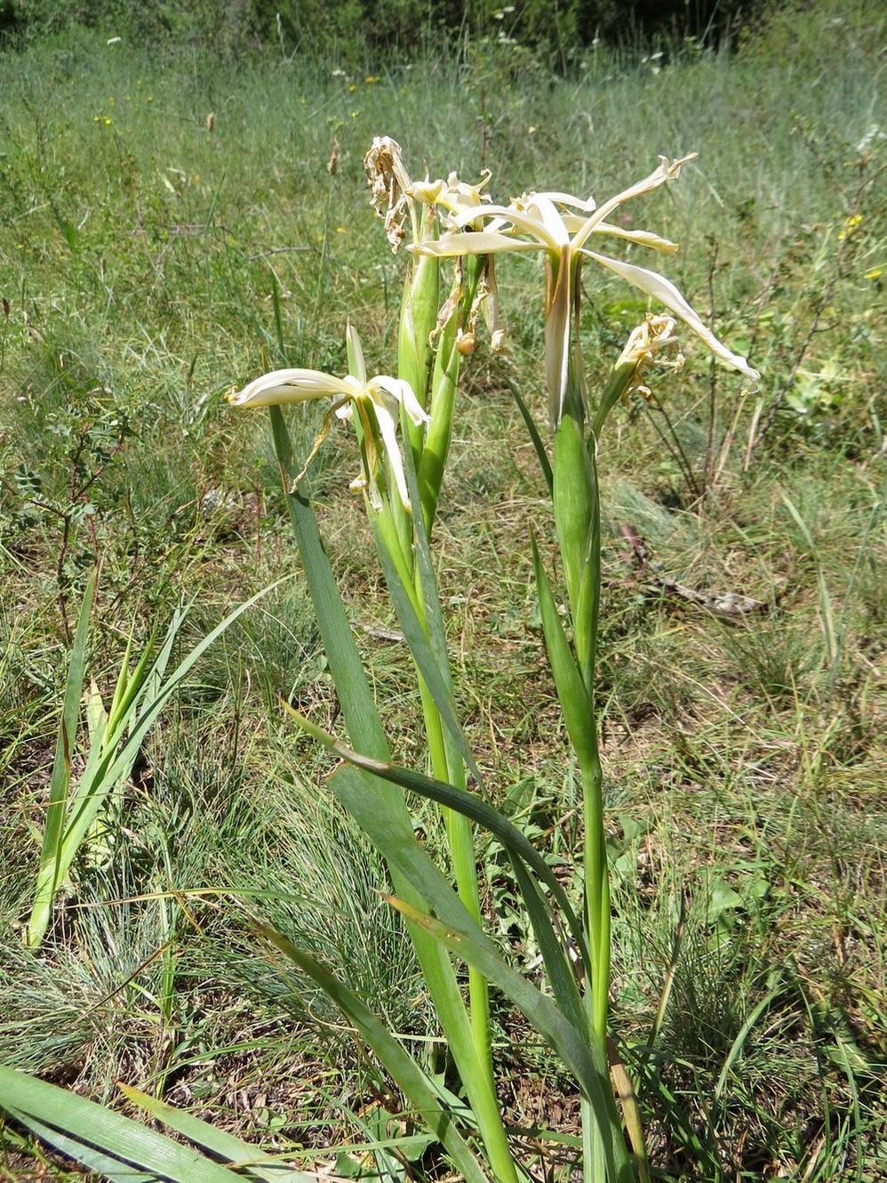 Изображение особи Iris sogdiana.