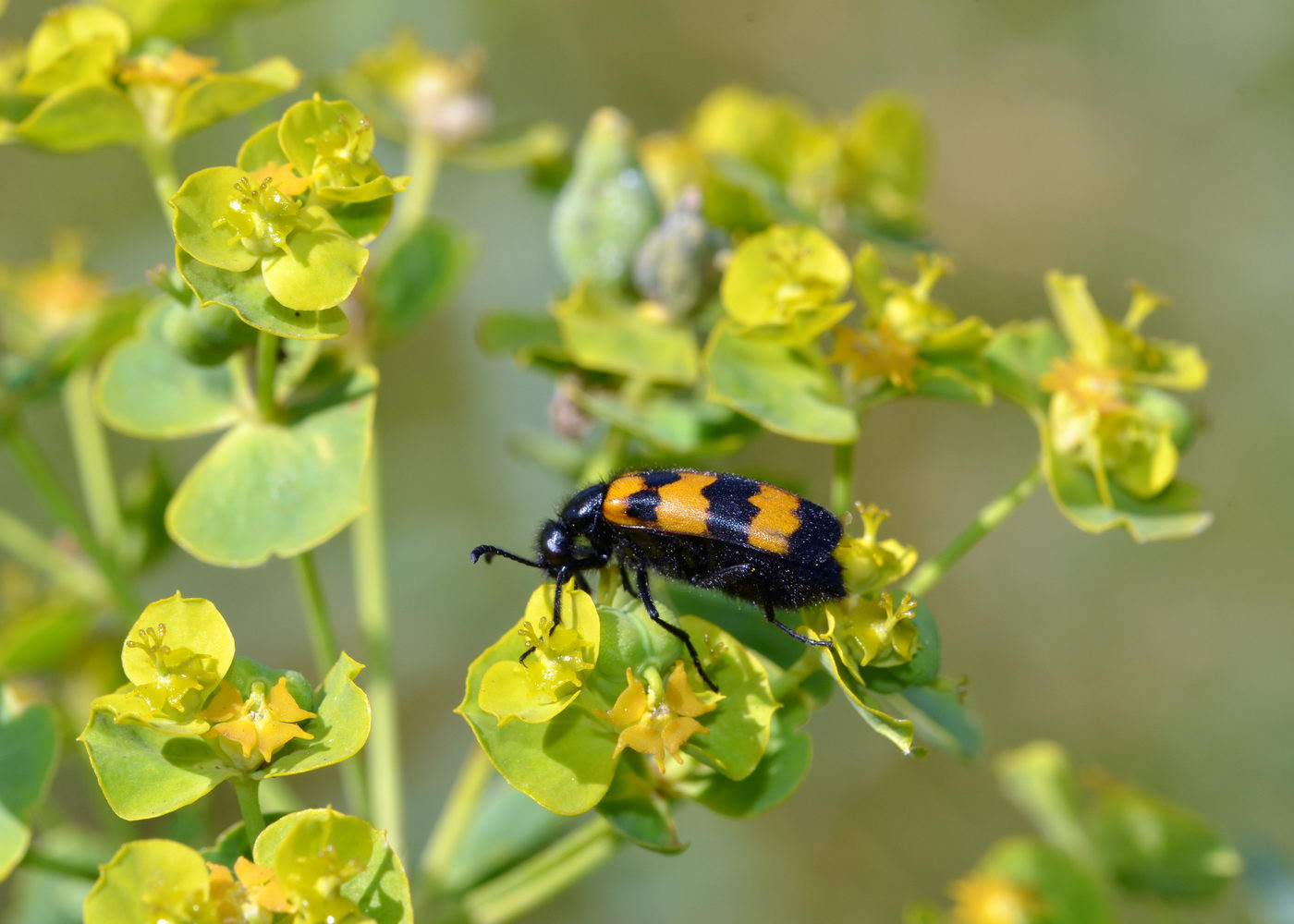 Image of Euphorbia rossica specimen.