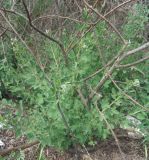 Chamaecytisus ruthenicus. Молодые побеги, отросшие от основания подмёрзшего взрослого растения. Тверская обл., г. Тверь, Заволжский р-н, пос. Киселёво, в культуре у частного дома. 25 июня 2019 г.