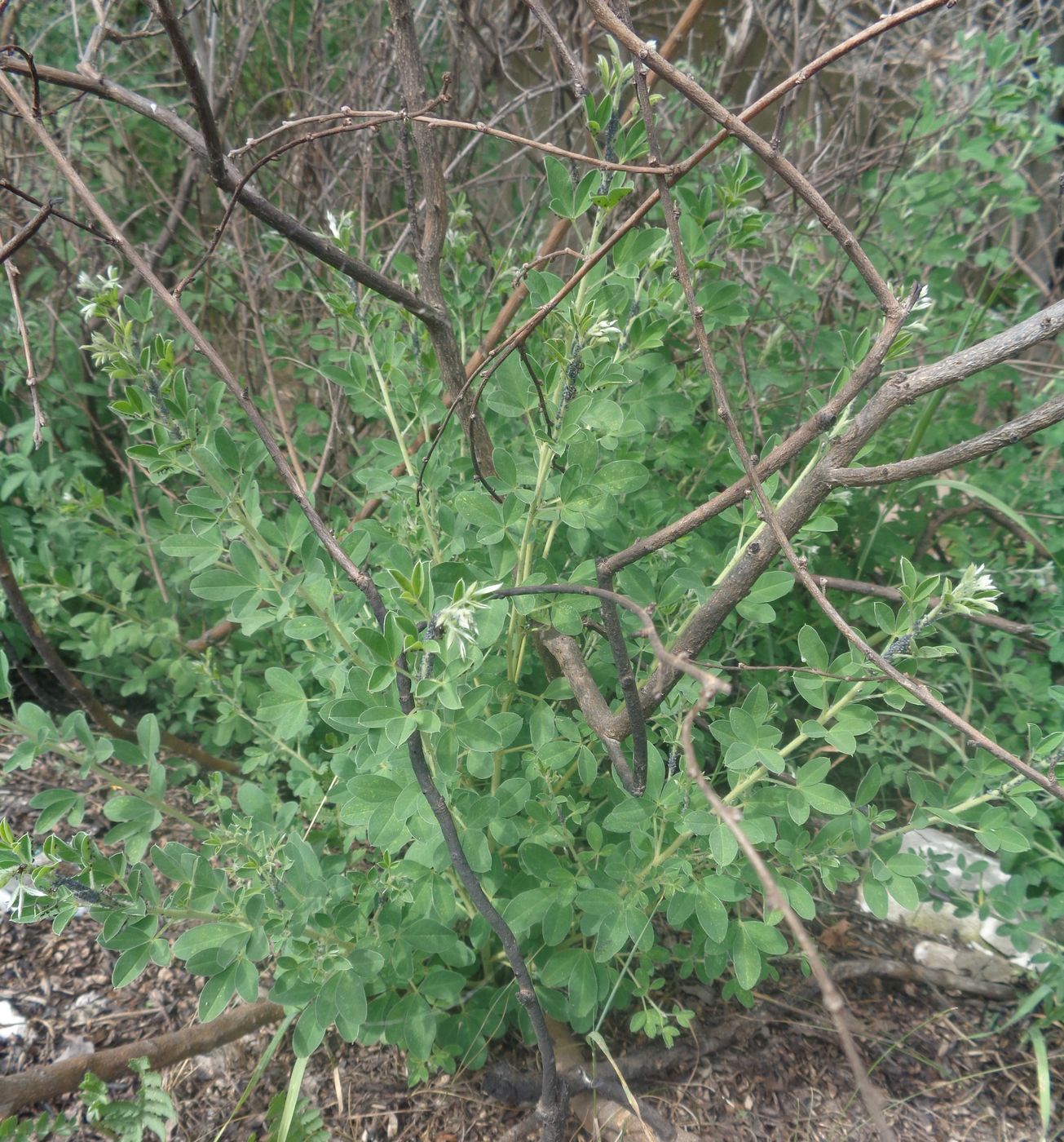 Image of Chamaecytisus ruthenicus specimen.