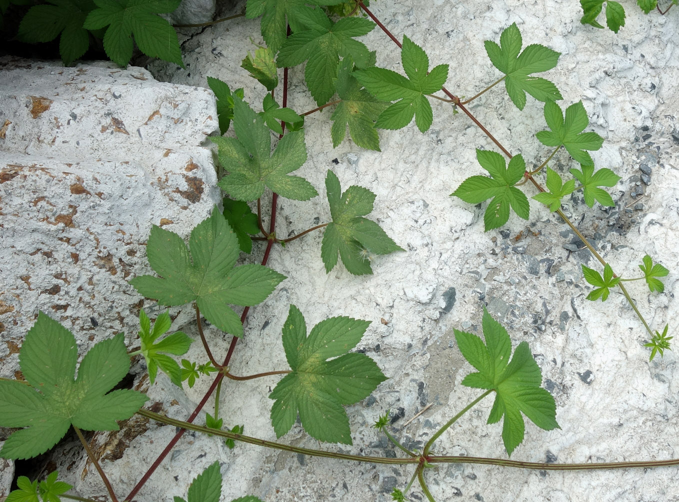 Изображение особи Humulopsis scandens.