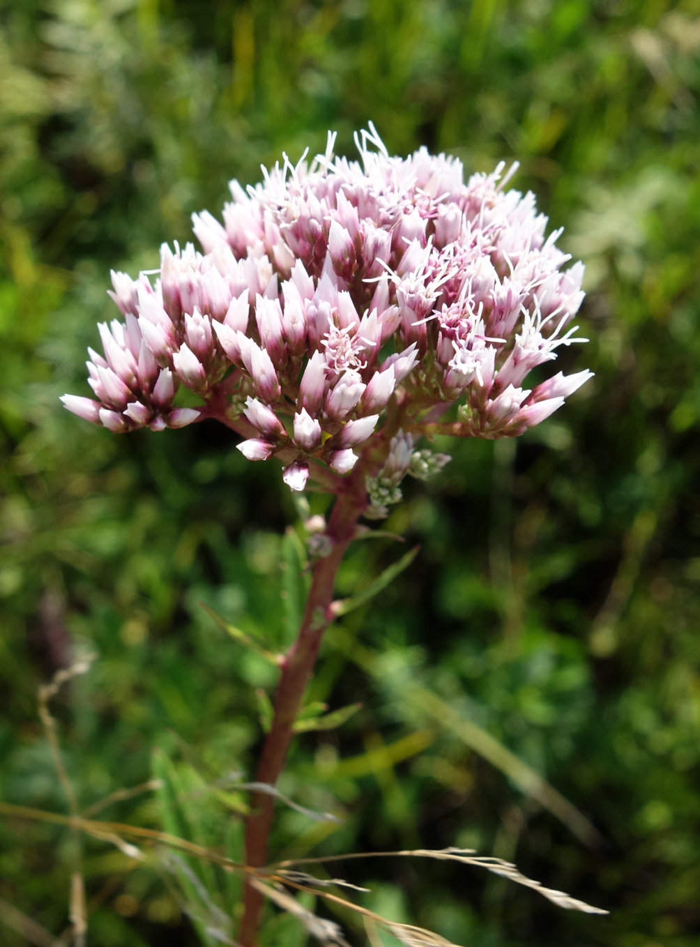 Image of Eupatorium lindleyanum specimen.