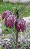 Fritillaria meleagris