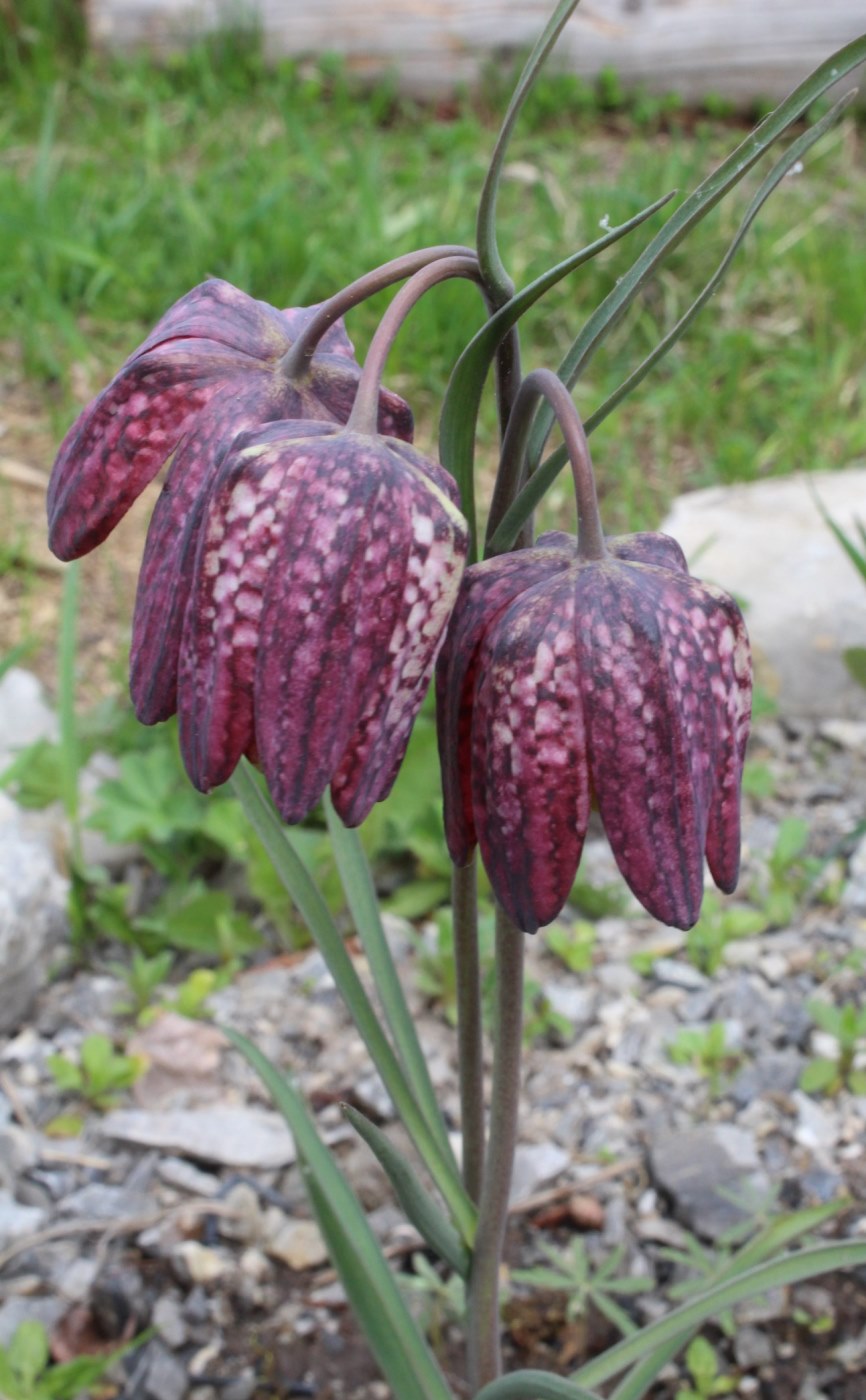 Image of Fritillaria meleagris specimen.