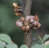Image of taxon representative. Author is Татьяна Мальчинская