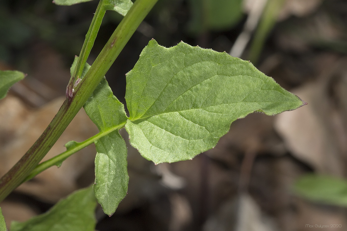 Image of Crepis pulchra specimen.