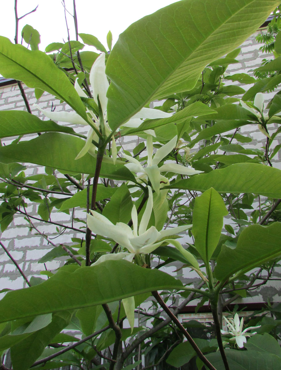 Image of Magnolia tripetala specimen.