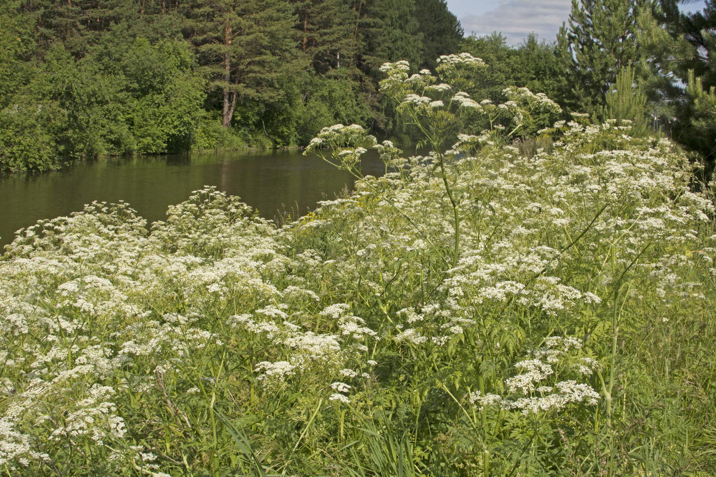 Изображение особи Anthriscus sylvestris.