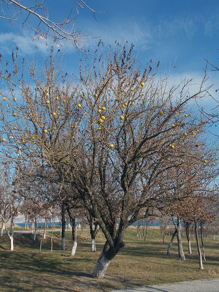 Изображение особи Maclura pomifera.