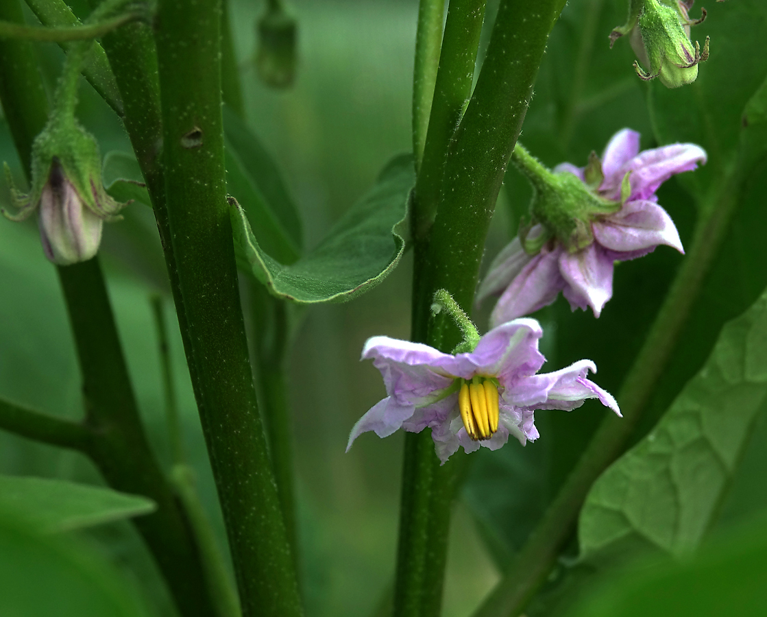 Image of Solanum melongena specimen.