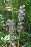 Orobanche alsatica