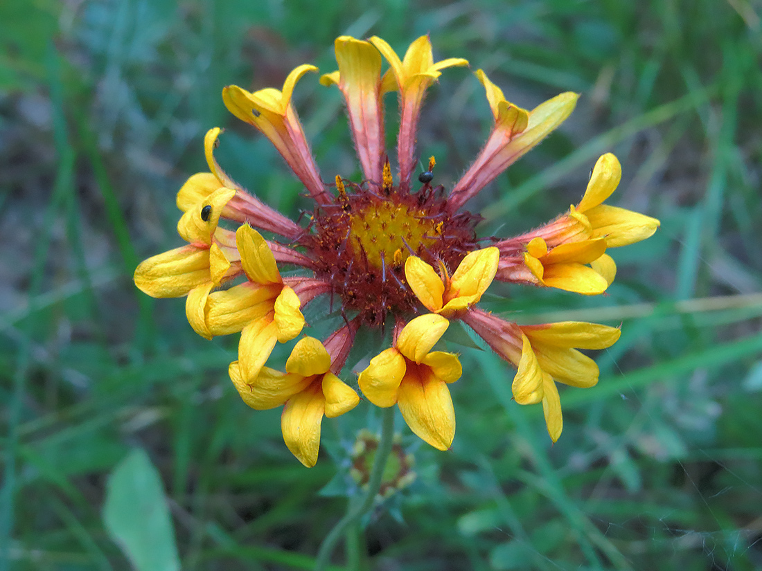 Image of Gaillardia aristata specimen.