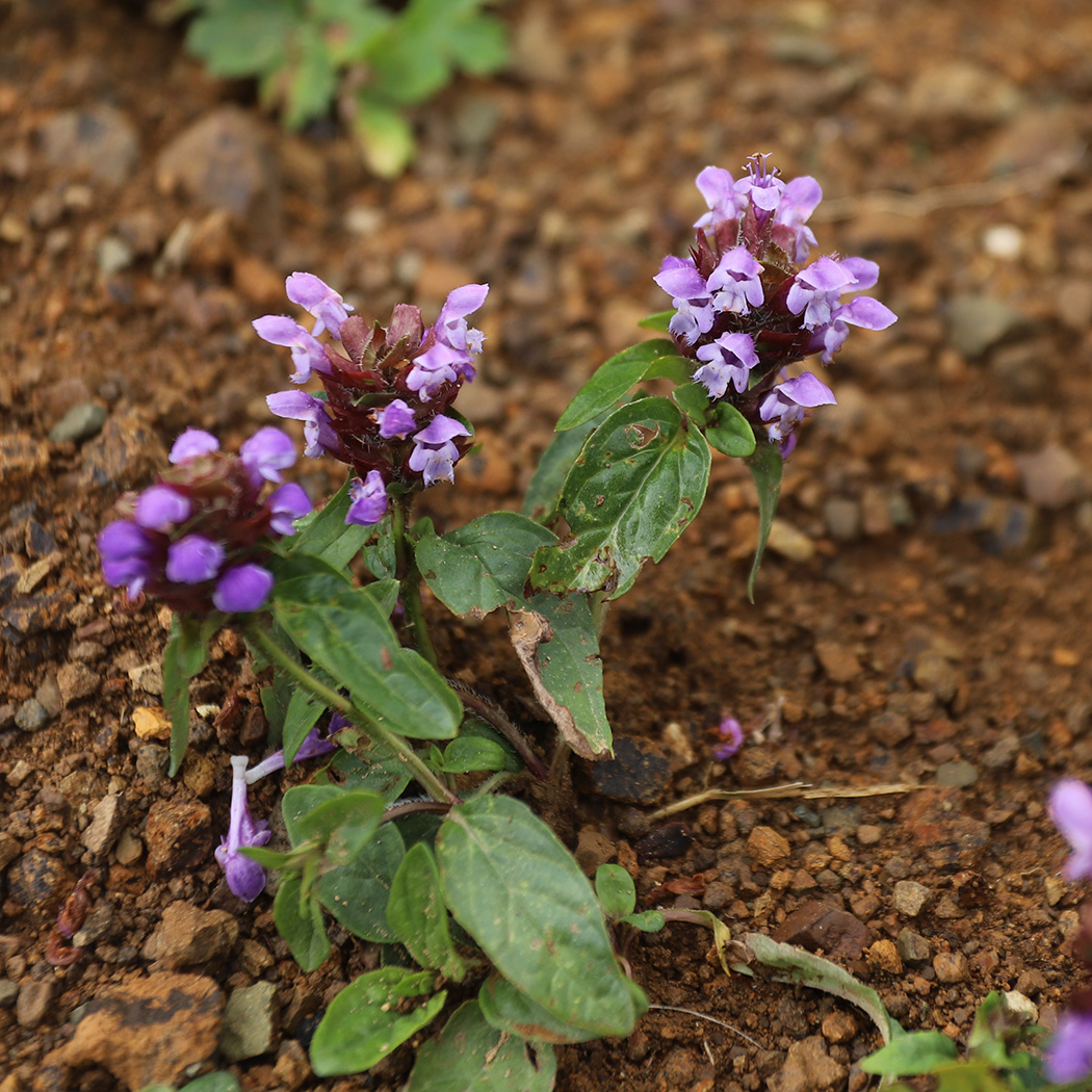 Image of Prunella vulgaris specimen.