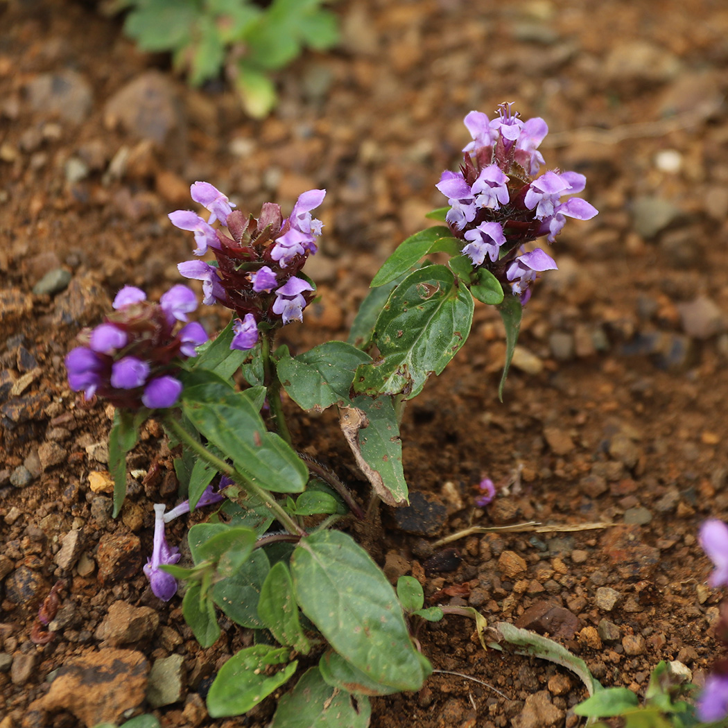 Изображение особи Prunella vulgaris.