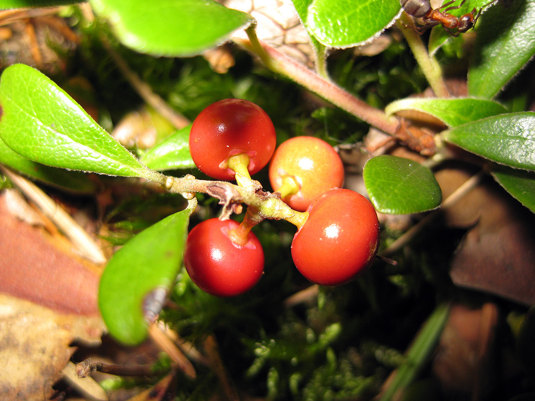 Изображение особи Arctostaphylos uva-ursi.