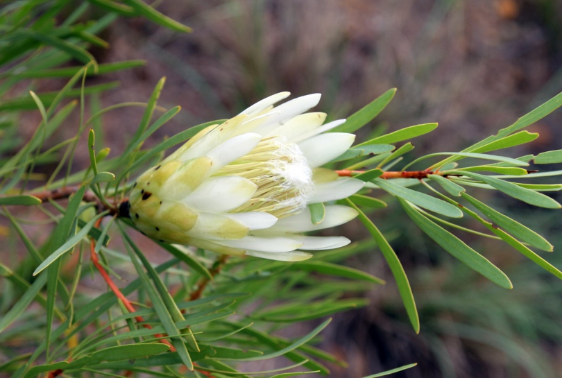 Изображение особи Protea lanceolata.